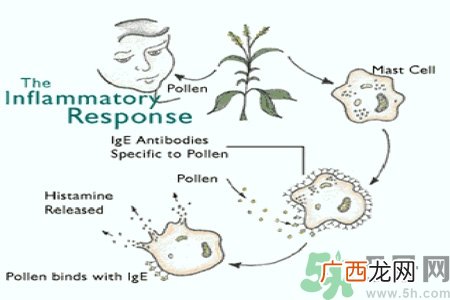 花粉过敏的表现是什么？如何有效的预防花粉过敏？