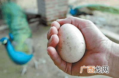 孔雀多长时间产蛋 养殖孔雀几天下一个蛋