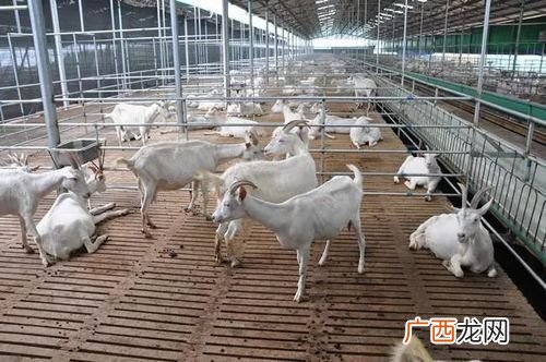 吉林周边珍禽养殖场 吉林省白云畜牧养殖场