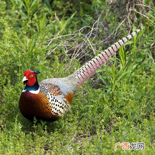 七彩山鸡苗怎么养 四川养殖七彩山鸡条件