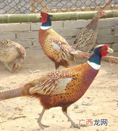 七彩山鸡苗怎么养 四川养殖七彩山鸡条件