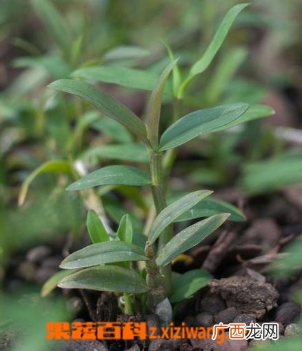铁皮石斛图片 铁皮石斛种植大全