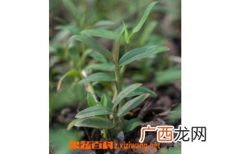 铁皮石斛图片 铁皮石斛种植大全