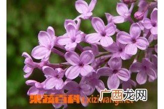 丁香花图片 丁香花种植技巧方法