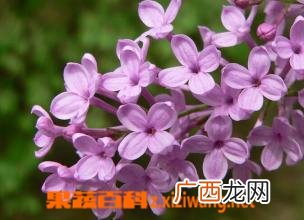 丁香花图片 丁香花种植技巧方法