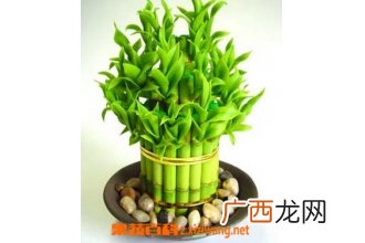 富贵竹怎么土养 富贵竹土养方法