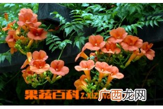 凌霄花图片 凌霄花种植大全