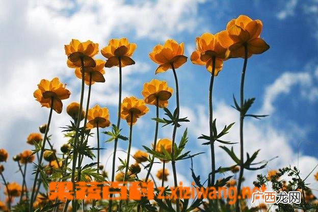 金莲花图片 金莲花种植技巧方法