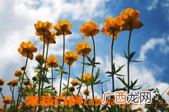 金莲花图片 金莲花种植技巧方法