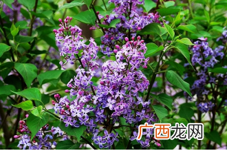 丁香花怎么养殖 丁香花养殖要注意些什么
