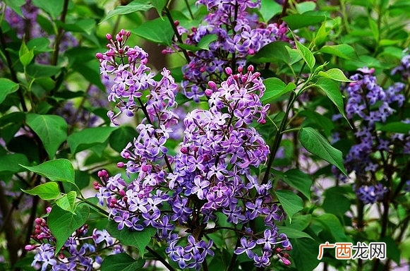 丁香花怎么养殖 丁香花养殖要注意些什么