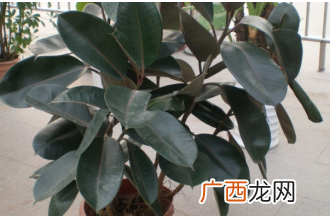 植物黑金刚的栽培养殖方法
