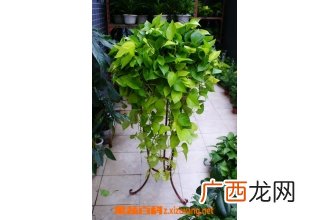 绿萝怎么土养 绿萝土养方法