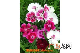 石竹图片 石竹种植大全