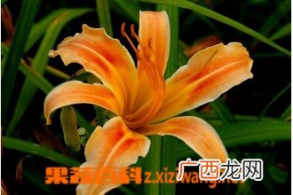 萱草图片 萱草种植技巧方法