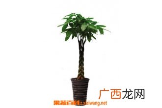 发财树怎么土养 发财树土养方法