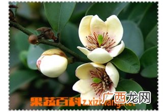 含笑图片 含笑种植大全