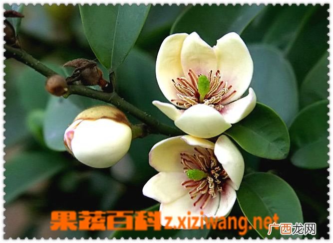 含笑图片 含笑种植大全