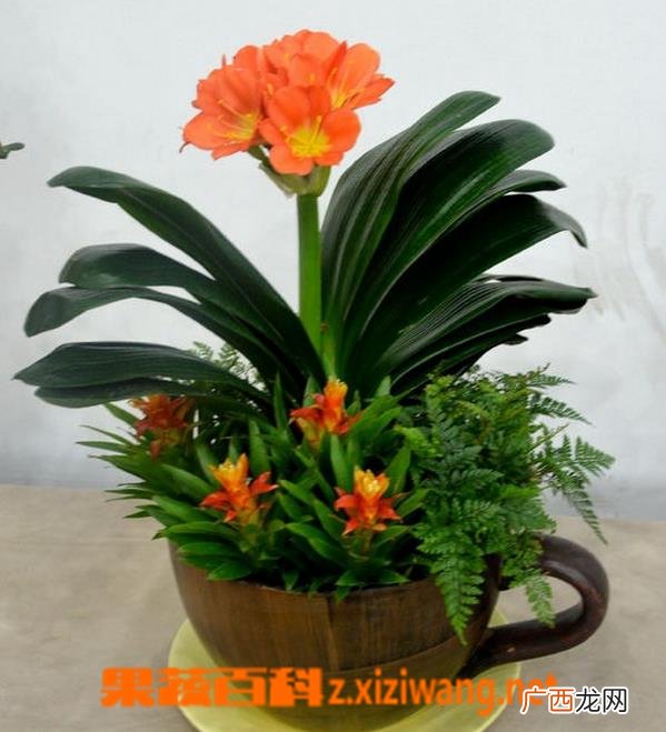 君子兰开花后怎么办