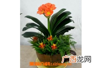 君子兰开花后怎么办