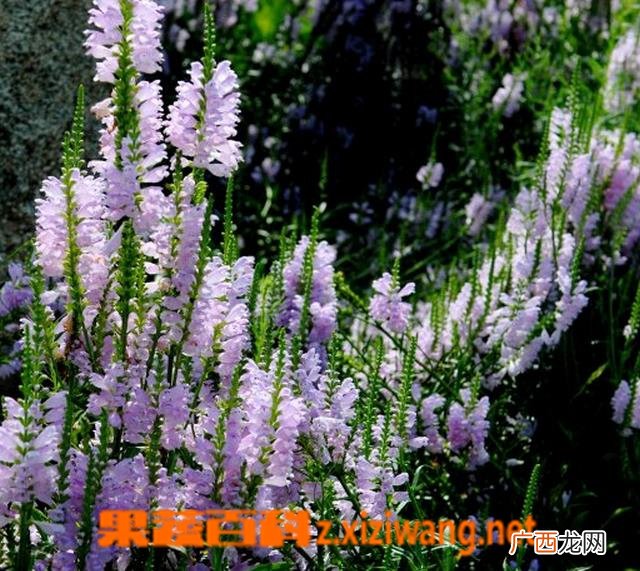 随意草开花后怎么办
