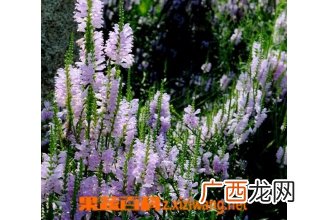 随意草开花后怎么办