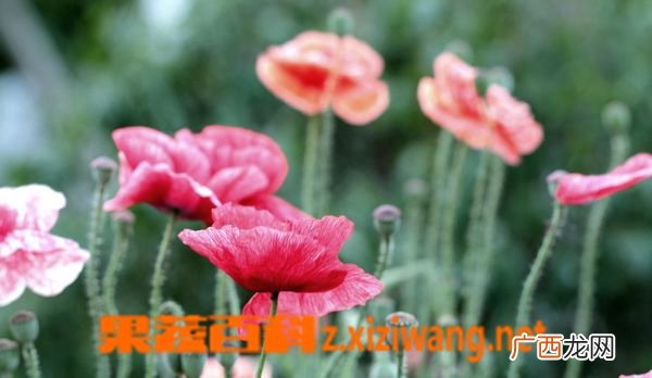 虞美人开花后怎么办