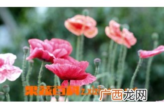 虞美人开花后怎么办