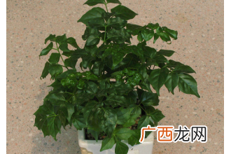 富贵树如何养 富贵树的养殖方法
