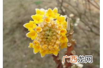 结香花怎么养 结香花的养殖方法技巧