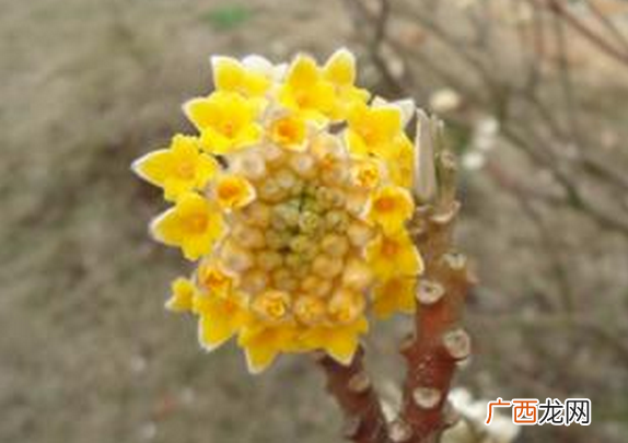 结香花怎么养 结香花的养殖方法技巧