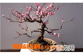 腊梅盆景的养护方法
