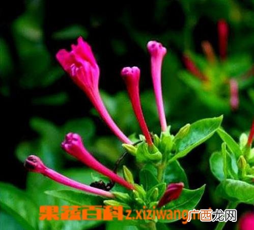 紫茉莉开花后怎么办