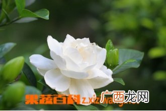 栀子的营养价值及功效