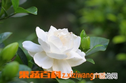 栀子的营养价值及功效