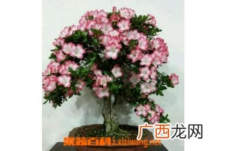 盆栽杜鹃花怎么养