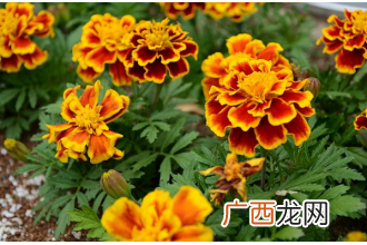 黄菊花的功效与作用 黄菊花的用途