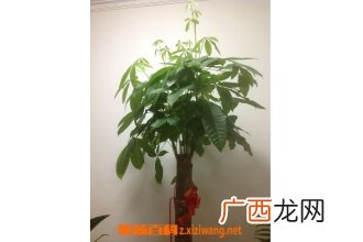 发财树如何剪 发财树的修剪方法
