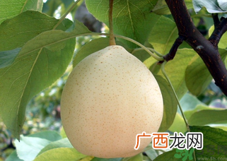 吃梨拉肚子怎么回事？吃梨拉肚子怎么办？