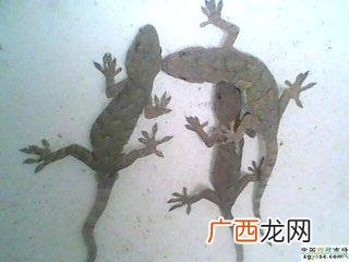 72种可养殖野生动物 哪里有有养殖昆虫基地