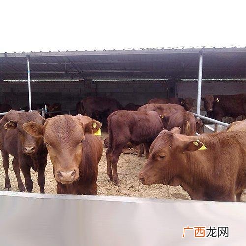 浙江最大的养鱼基地 浙江山区养殖业