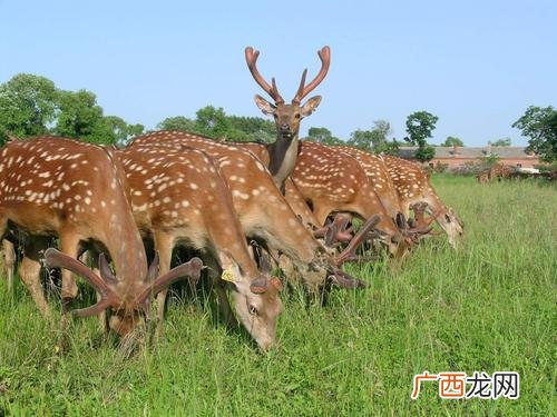 2022梅花鹿养殖 梅花鹿养殖现状