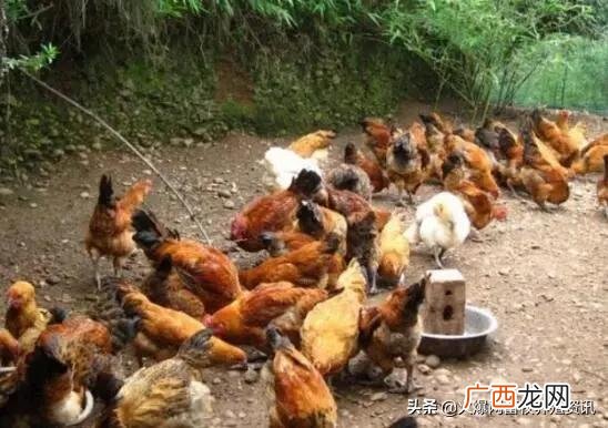养鸡项目的理由 养殖业创业项目的理由