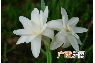 夜来香的养殖方法与注意事项