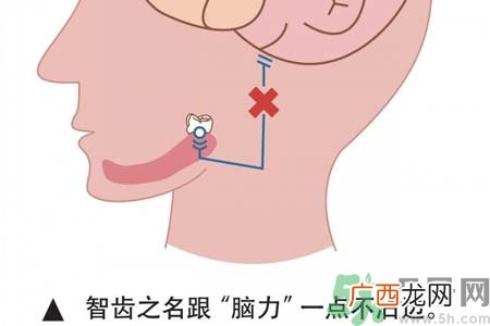 多少岁开始长智齿？智慧牙长到多少岁？