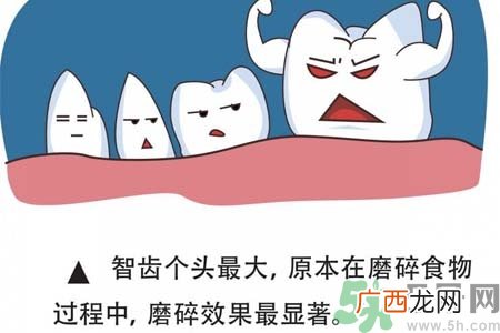 智齿拔了好不好？智齿能不拔吗？