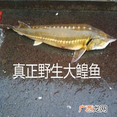 黄鱼图片 蝗鱼可以养殖吗