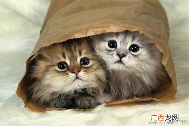 猫咪身上有静电疼吗 小猫身上有静电怎么办
