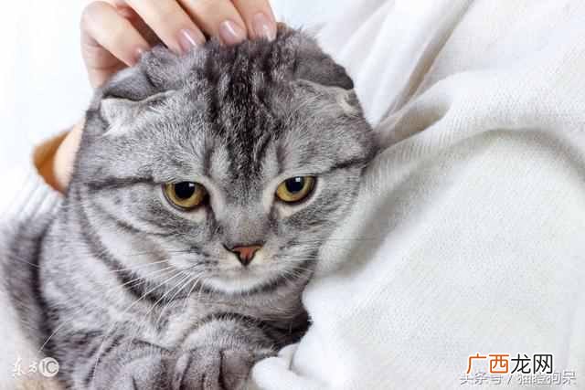 猫咪身上有静电疼吗 小猫身上有静电怎么办