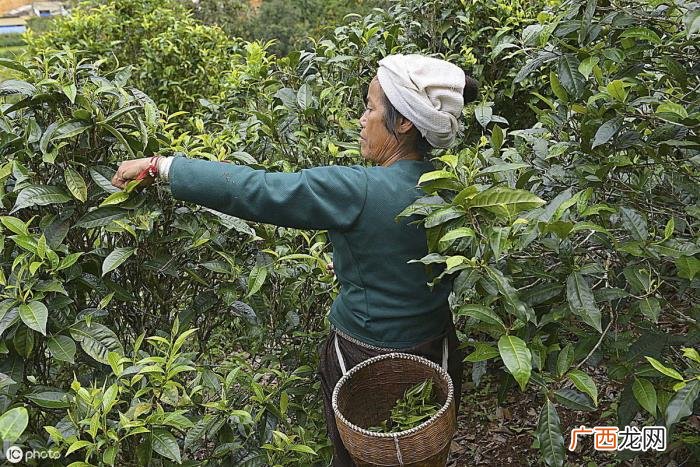 关于普洱茶的几个段子 普洱茶搞笑段子